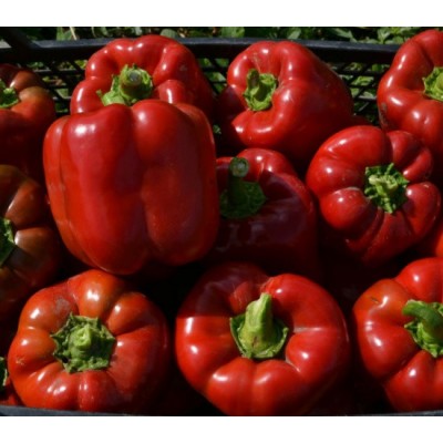 Семена перца сладкого Том F1 (ранний) кубический (500 нас.) Lark Seeds